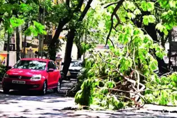 BBMP Trees