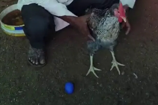 Hen