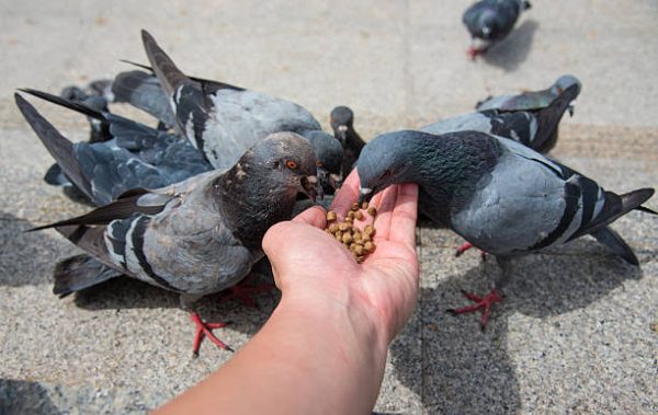 Why-India-must-rethink-its-love-for-Pigeons-Health-risks-exposed