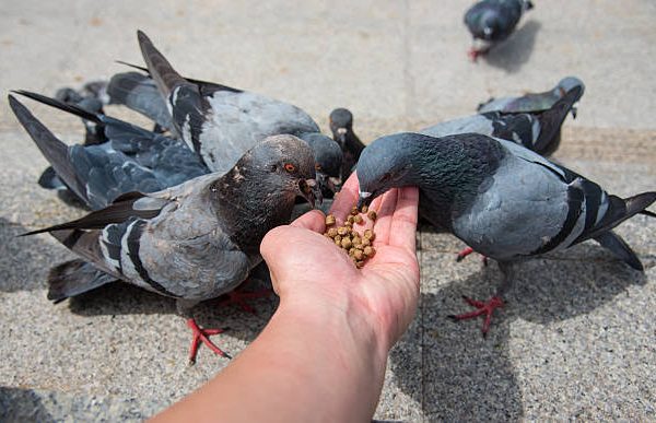 Why-India-must-rethink-its-love-for-Pigeons-Health-risks-exposed