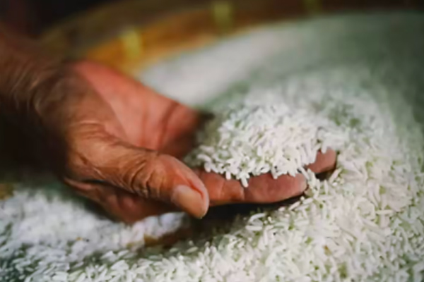 Rice
